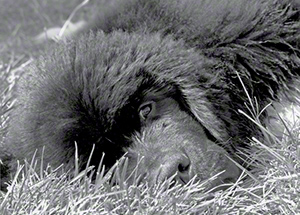 newfoundland puppy