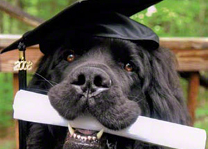 newfoundland puppy