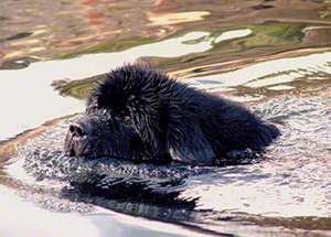 newfoundland puppy