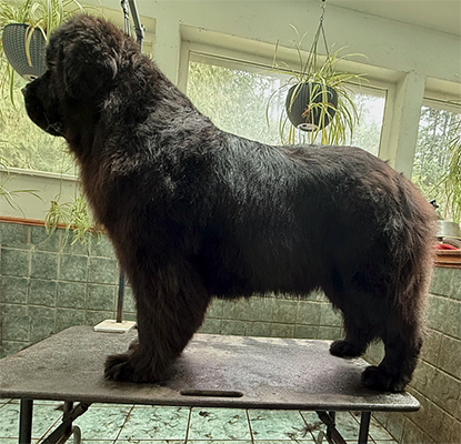 Newfoundland dog on a grooming table