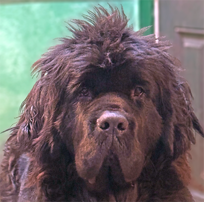 Newfoundland dog with bed head