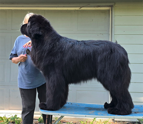 Newfoundland dog being groomed