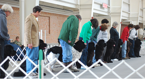 a group of newfoundland dogs doing obedience