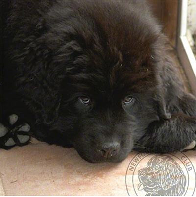 5 week old Newfoundland puppies