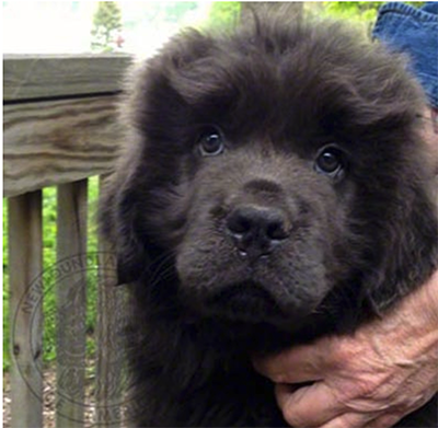 6 week old Newfoundland Puppy