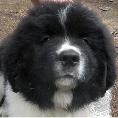 8 week old Newfoundland puppies