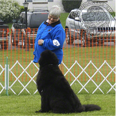 Newfoundland demonstrating good attention