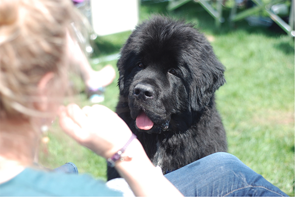 an example good attention from a Newfoundland Dog