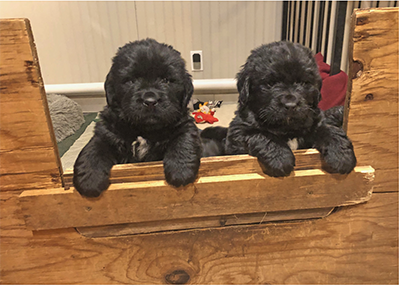 5 week old Newfoundland puppies