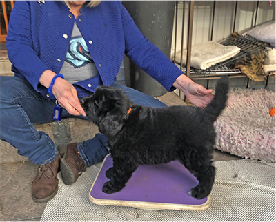 6 week old Newfoundland Puppy on a balance board