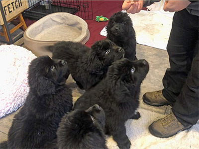 8 week old Newfoundland puppies learning attention