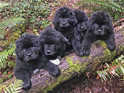 9 week old Newfoundland Puppies on a sensory walk